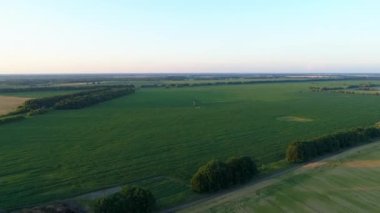 Aerial view green corn field at sunset or sunrise. Drone flies over agricultural corn field. Drone wide shot beautiful summer landscape of a cornfield