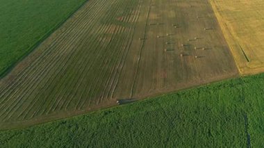 Hava manzaralı saman balyaları yaz mevsiminde gün batımında tarım alanında. İnsansız hava aracı samanlığı vurdu ve tarım için kuru ot hasat etti. Saman balyalarının üzerinde uçmak. Ekinleri biçip biçmek için çiftçiler mevsimi