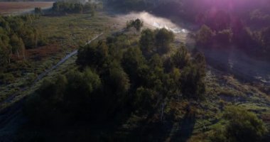 Drone hava manzaralı ağaçlar gün doğumunda sisle kaplı, orman