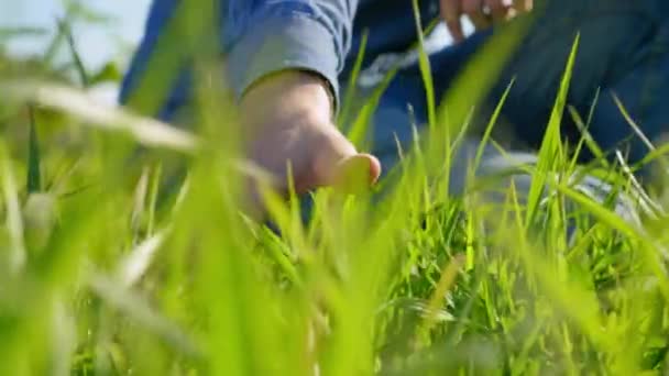 Close Farmer Businessman Hand Touches Green Grass Summer Man Agronomist — Stock videók