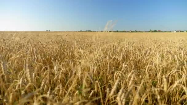 Mooie Rijpe Oren Van Tarwe Zomer Tarweveld Landbouw Oogsten Agribusiness — Stockvideo