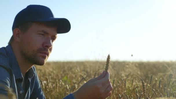 Farmer Businessman Inspects Wheat Field Examines Ear Wheat Sunrise Man — Video