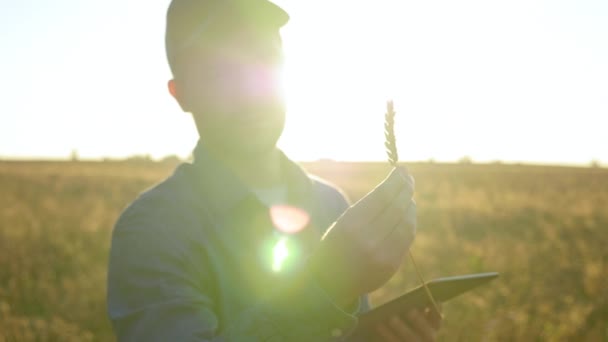 Farmer Businessman Inspects Wheat Field Examines Ear Wheat Sunrise Man — Αρχείο Βίντεο