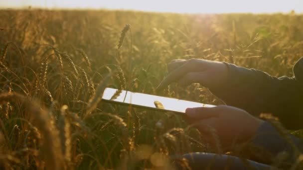 Menutup Usaha Petani Bekerja Pada Komputer Tablet Duduk Ladang Gandum — Stok Video