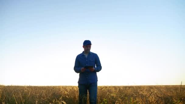 Farmer Businessman Walking Wheat Field Inspects Field Ripe Wheat Sunrise — Video