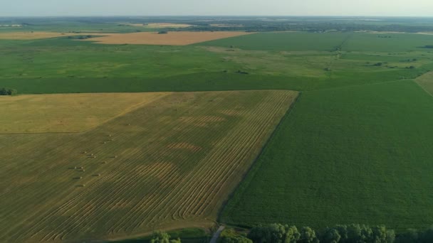 Drone Wide Shot Haystack Harvesting Dry Grass Agriculture Aerial View — Stock Video