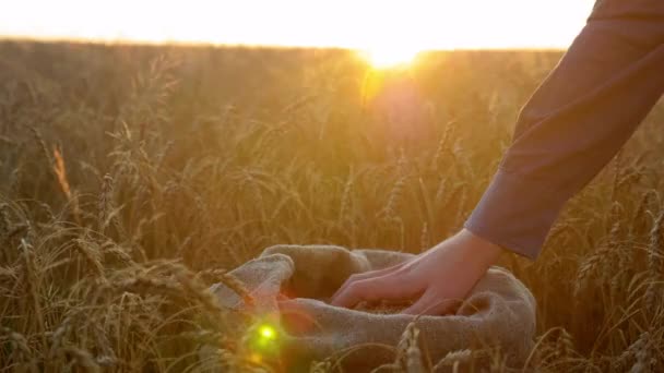 Farmer Businessman Hand Touching Sifting Wheat Grains Sack Sunrise Man — Stockvideo