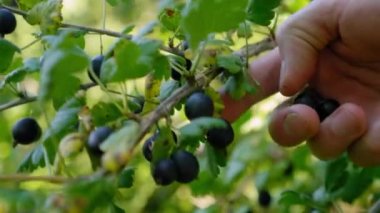 Close up man hand picks blackberry at sunrise or sunset. Fresh and ripe organic gooseberry growing in the garden on a summer day. Yoshta - hybrid of currant and gooseberry. Harvesting, farming