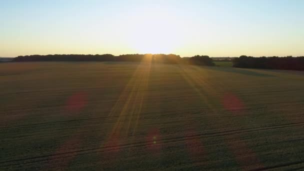 Vista Aérea Sobre Campo Trigo Durante Puesta Del Sol Drone — Vídeos de Stock