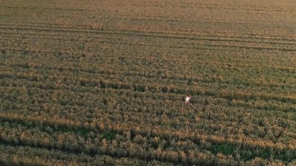 夕日には麦畑の中を空中風景の女性が歩く 日の出の間 ドローンは農業用小麦畑を飛び越える ドローンは 小麦畑 太陽の美しい夏の風景を撮影 — ストック動画