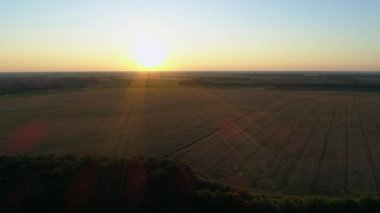 Gün batımında bir buğday tarlasının üzerindeki hava manzarası. Drone güneş doğarken tarımsal buğday tarlası üzerinde uçar. Drone, buğday tarlası, güneş ve gökyüzünün güzel yaz manzarasını çekti.