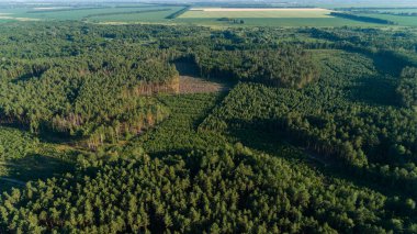 Yazın hava manzaralı orman ve ormanların tahrip edilmesi. Güneşli bir günde yeşil ağaçların üzerinde uçan bir dron. Ağaçların üzerinden insansız hava aracı vuruldu. Tüm dünyanın ekolojik felaketi, çevresel kirlilik