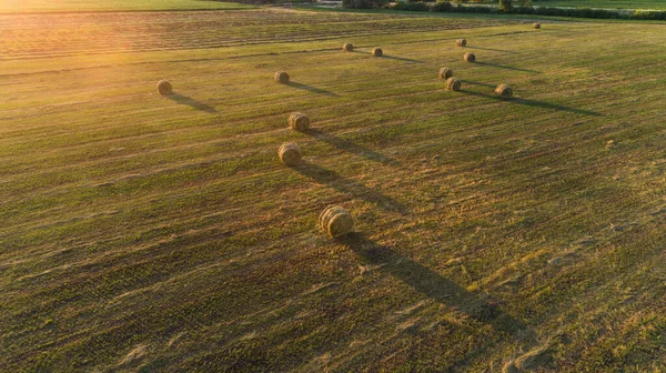 夏の農業現場では 日没時に空中ビューの干し草の山の俵 ドローンは干し草を収穫して農業用に干し草を撃ちました 丸い玉の干し草の上を飛ぶ 農作物の伐採 収穫の季節 — ストック写真