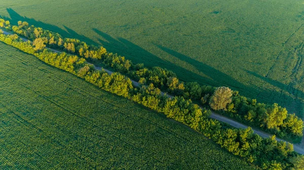 Straße Aus Der Luft Rund Das Grüne Maisfeld Drohne Fliegt — Stockfoto