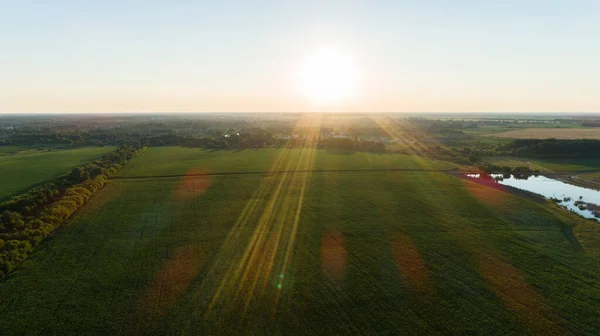 Aerial View Green Corn Field Sunset Sunrise Drone Flies Agricultural — Stockfoto