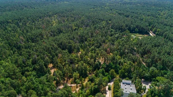 Aerial View Summer Forest Sunny Day Drone Shot Beautiful Nature — Stock Photo, Image