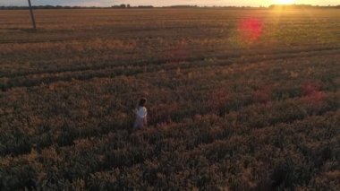 Hava manzaralı kadın gün batımında bir buğday tarlasında yürüyor. Drone güneş doğarken tarımsal buğday tarlası üzerinde uçar. Drone, buğday tarlası, güneş ve gökyüzünün güzel yaz manzarasını çekti.