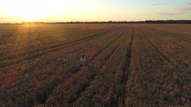 Vue Aérienne Femme Marche Parmi Champ Blé Coucher Soleil Drone — Video