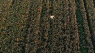 Hava manzaralı kadın gün batımında bir buğday tarlasında yürüyor. Drone güneş doğarken tarımsal buğday tarlası üzerinde uçar. İnsansız hava aracı, buğday tarlası ve güneşin güzel yaz manzarasını çekti.