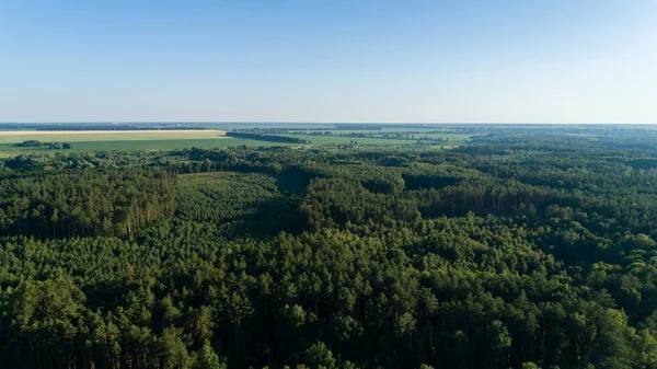 Vista Aérea Floresta Desmatamento Verão Drone Voando Sobre Árvores Verdes — Fotografia de Stock