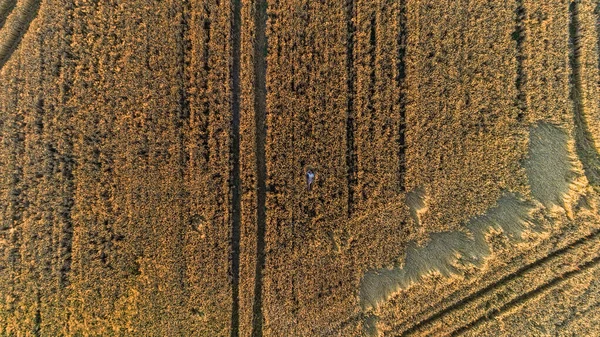 Aerial Top View Woman Lies Wheat Field Sunset Drone Flies — Stock Photo, Image