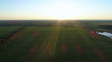 Aerial view over a green corn field in sunset or sunrise. Drone flies over agricultural corn field. Drone shot beautiful summer landscape of a cornfield, sun and sky