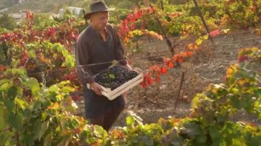 Yetişkin çiftçi şarap üreticisi hasat mevsiminde üzüm tarlasında çalışıyor. Şarap endüstrisi. Şarap yapımı, şarap üretimi. Şarap yapımında şarap üzümlerinin toplanması. Üzüm toplama. Üzüm bağı