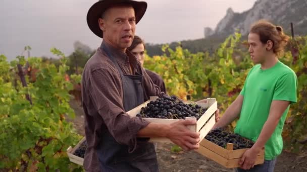 Vinho, produção de vinho. Soldado Winemaking. Produtores de uva pai adulto agricultor e filhos adolescentes trabalham juntos. Uvas colhidas a dedo. Uma pequena fazenda familiar cultivando uvas. Temporada de colheita. Colheita de uvas — Vídeo de Stock