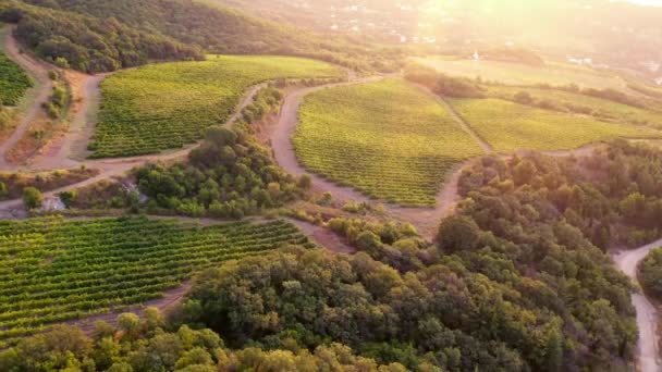 Wijngaarden, druivenveld, wijnstok op plantage. Het oogstseizoen. Landbouwveld in groene even rijen. Frankrijk Italië wijnbouw produktie. Luchtfoto drone view video — Stockvideo