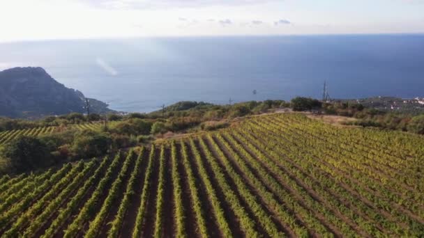 Vino en la Región Mediterránea. Viñedos, campo de uvas, vid en la plantación. Temporada de cosecha. Aerial drone ver vídeo — Vídeo de stock