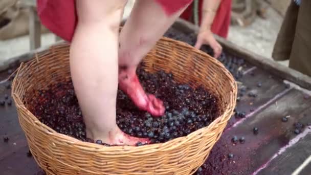 Grape-treading or grape-stomping in traditional winemaking. Grapes are trampled in basket by barefoot woman to release their juices and begin fermentation — Stock Video