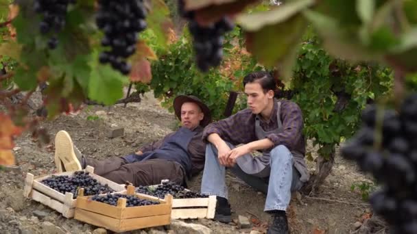 Produttori di vino adulto padre contadino e figlio adolescente lavorano insieme. Una piccola azienda a conduzione familiare che coltiva uva. Vigneto, stagione del raccolto. Raccolta dell'uva — Video Stock