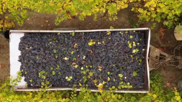 Tractor and trailer loaded with fresh harvested ripe red grapes. Grape fields or vineyards. Wine industry. Grape Growing, Winemaking. Aerial drone view video — Stock Video