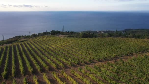 Weinberge im Mittelmeerraum. Weinberge, Weinfelder, Weinreben auf Plantagen. Erntezeit. Drohnenvideo aus der Luft — Stockvideo