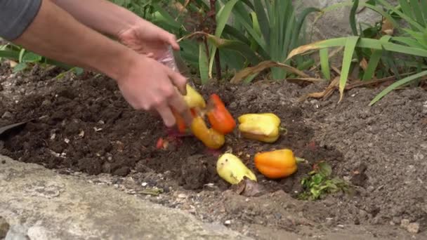 Compostage des déchets de cuisine et perte de nourriture. Un homme enterre des légumes pourris gâtés dans le sol du jardin. Séparation et réduction des déchets ménagers — Video