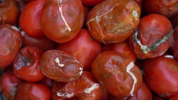 Yiyecek atıkları. Bozuk domatesler, sebze küfü. Tarımsal üretim, hasat veya perakende dağıtımında gıda kaybı. Organik atık yığını. Gübreleme, sıfır atık — Stok video