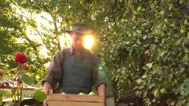 Gelukkige authentieke boer in hoedenpluk peren uit fruittuin. Boerderij, herfstoogst, biologische boomgaard. Kleine landbouwbedrijven — Stockvideo