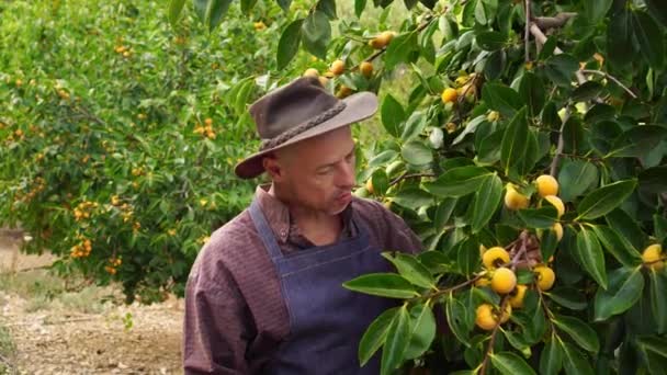 Farmář sklízí. Orchard s trnitými stromy. Ekologicky rostoucí ovoce, jablka, hrušky, broskve, švestky, citrusy. Malý rodinný zemědělský podnik — Stock video