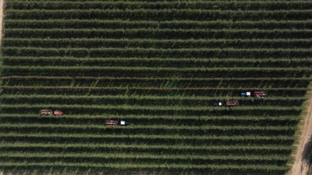 Fruits harvest at the orchard. Apple Picking. Harvesting apples with a workers accompanied by a tractor and trailer. Aerial view agriculture. Gathering a ripe crop from the fields — Stock Video