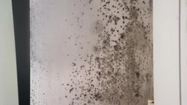 Cam pencere çerçevelerinin etrafında zehirli siyah küf büyümesi. Konut binalarının duvarlarında ve pencerelerinde nem ve buğulanma