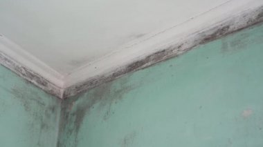 Zehirli siyah küfün büyümesi. Konut binalarının duvarlarında ve tavanlarında nem ve yoğunluk var.