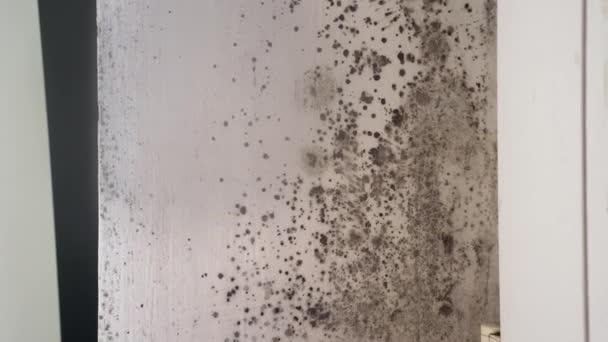 Das Wachstum giftiger schwarzer Schimmelpilze um Glasfensterrahmen. Feuchtigkeit und Kondenswasser an Wänden und Fenstern von Wohngebäuden — Stockvideo