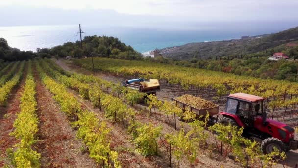 Druivenvelden of wijngaarden aan de kust. Het oogstseizoen. Wijnindustrie. Druiven verbouwen, wijn maken. Luchtfoto drone view video — Stockvideo
