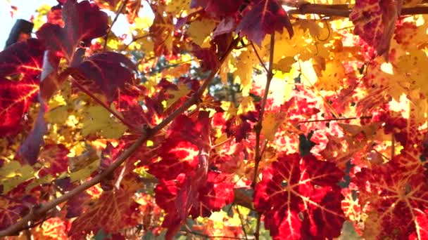 Färgglada blad av druvor. Druvfält på hösten. Vinproduktion. Vacker höst bakgrund — Stockvideo