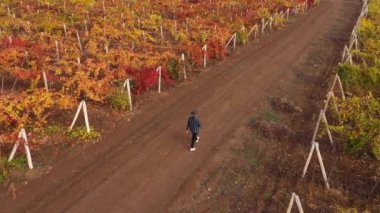 Bir çiftçi renkli bir sonbahar üzüm tarlasında yürür. Sonbahar üzüm bağı hava manzarası. Şarap üretimi, şarap üretimi, üzüm yetiştirme, hasat mevsimi. Güzel kırsal alan