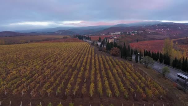 Prachtige rijen van kleurrijke wijnstokken in de herfst bij zonsondergang in Toscane, Italië. Prachtige herfst landelijke landschap. Luchtzicht — Stockvideo