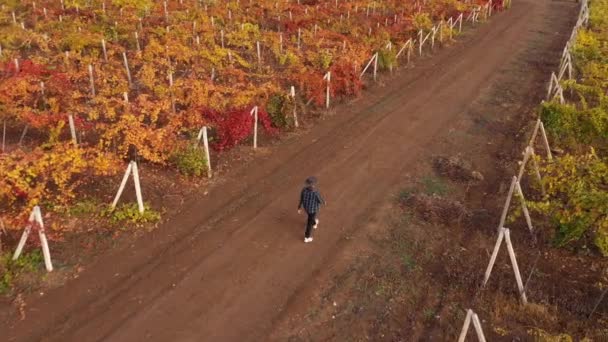 농부가 형형색색의 가을 포도밭을 거닐고 있습니다. 포도원 공중에서 찍은 사진. 와인 생산, 포도 재배, 수확기입니다. 아름다운 시골 풍경 — 비디오