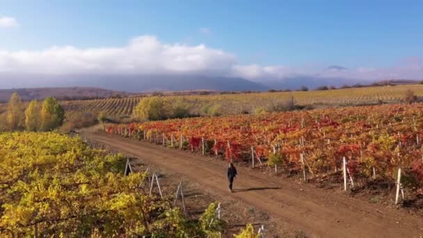 Queda de vinha durante a colheita, um campo de uvas maduras. Farmer Vintner caminha pelo campo. Negócio do vinho, vinificação. Campo na temporada de outono, vista aérea. Paisagem rural. Manhã ensolarada — Vídeo de Stock