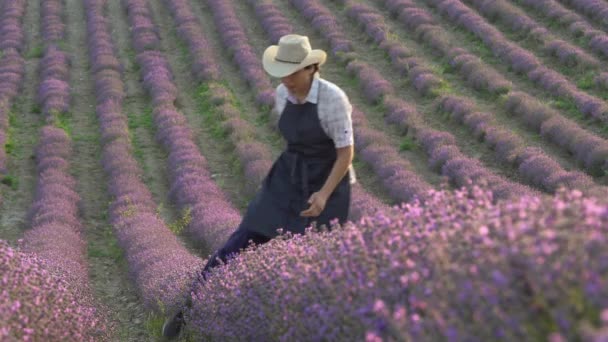 Levandulové pole Herb Farm. Žena sedlák na poli kontroluje keře kvetoucí levandule