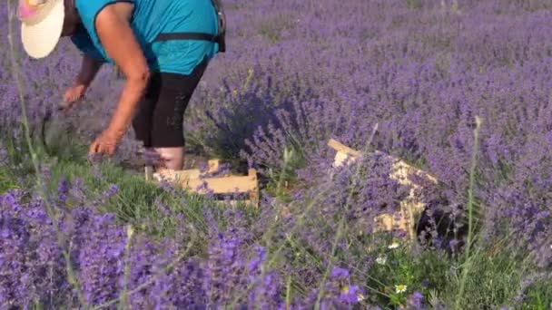 En kvinnlig bonde arbetar på ett fält på en lavendelfarm. Odling Odling Skörda Pruning och torka lavendel blommor. Skörda lavendel för olja, buketter, framställning av kosmetika — Stockvideo